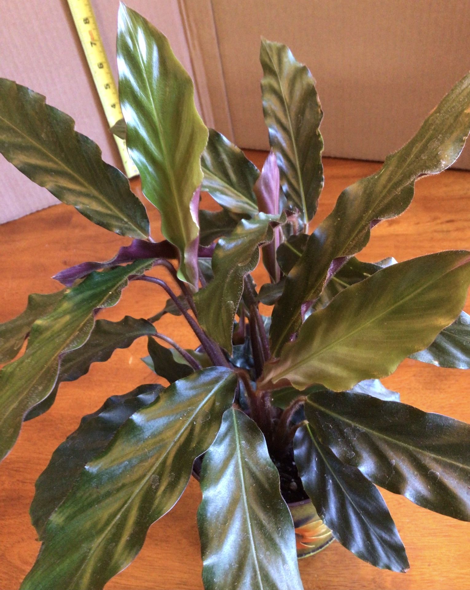RARE Calathea Rufibarba Houseplant