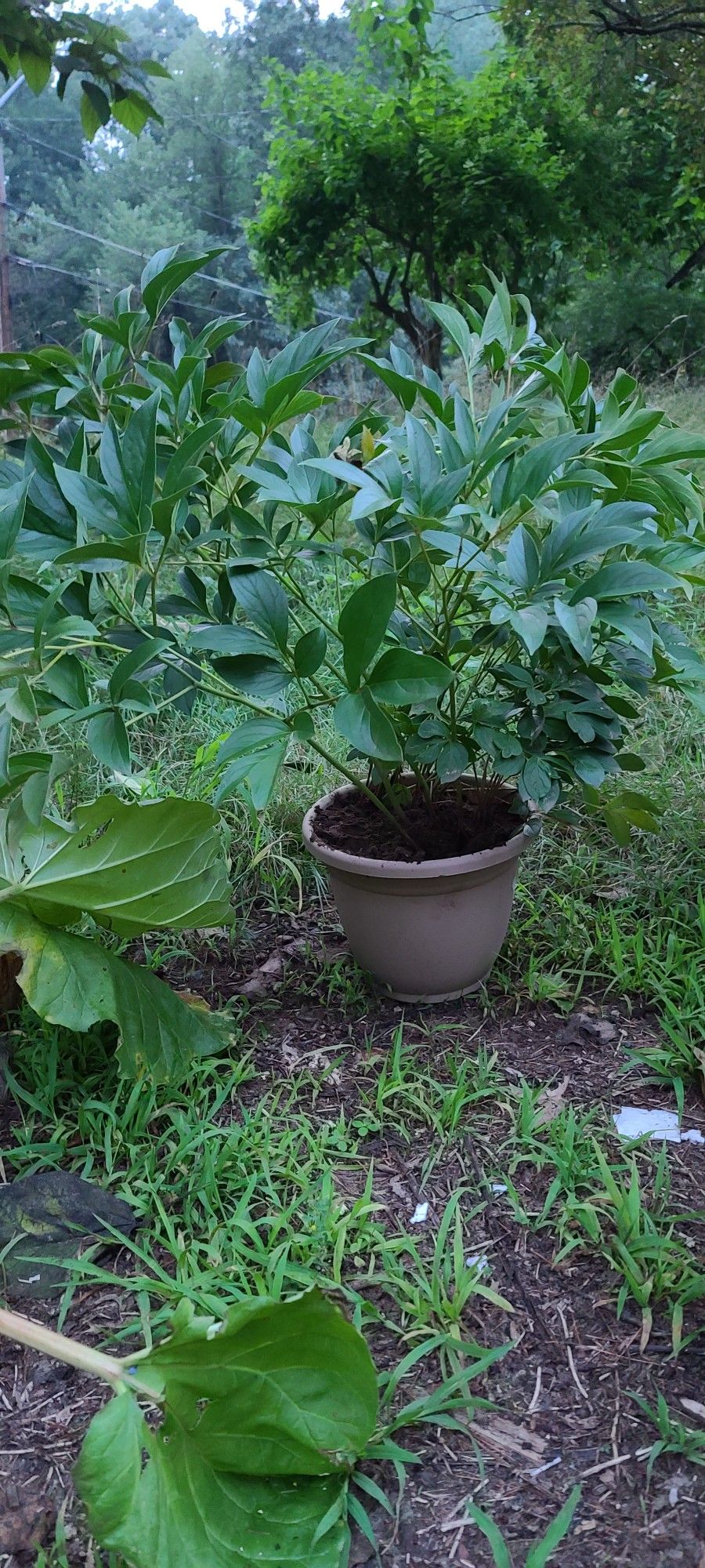 Live Potted Plant Sale All Perennials Bamboo, Water Plants, Rhubarb, Peonies, Hostas