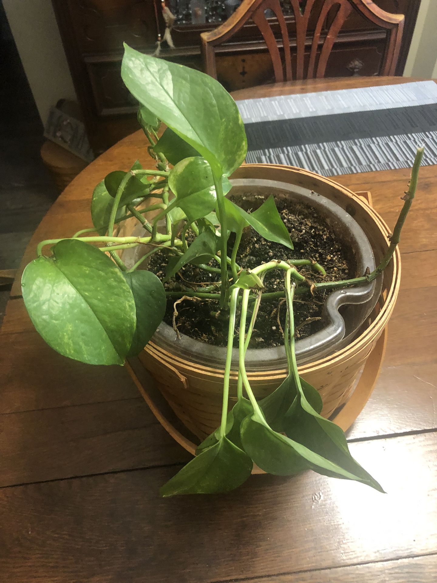 Longaberger Basket And Plant