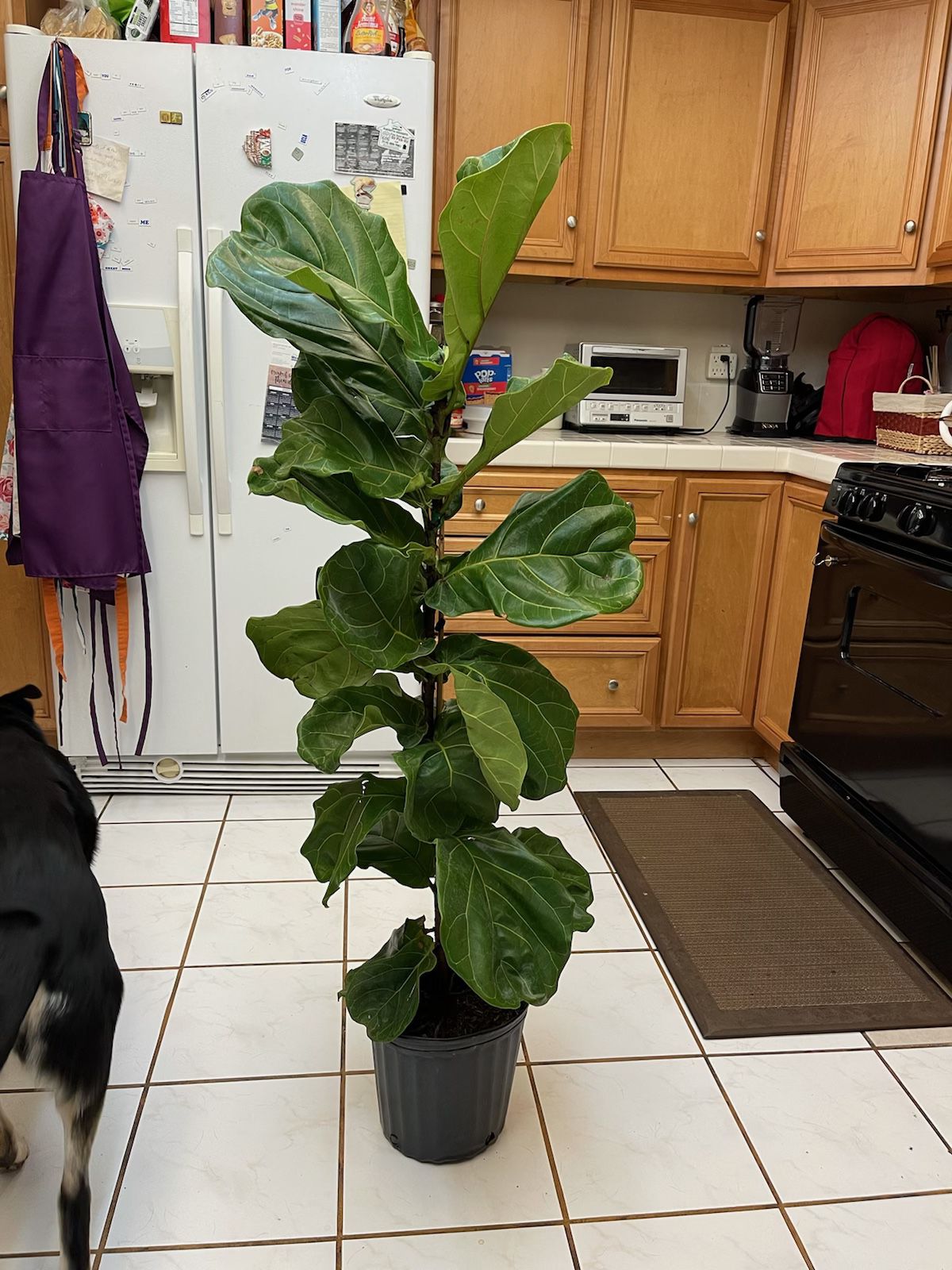 5 Foot Tall Fiddle Leaf Fig  Healthy Bushy Tall Big  Decorative Pots & Delivery Available