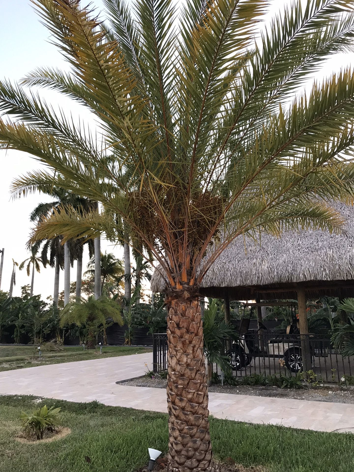 SYLVESTER PALMS