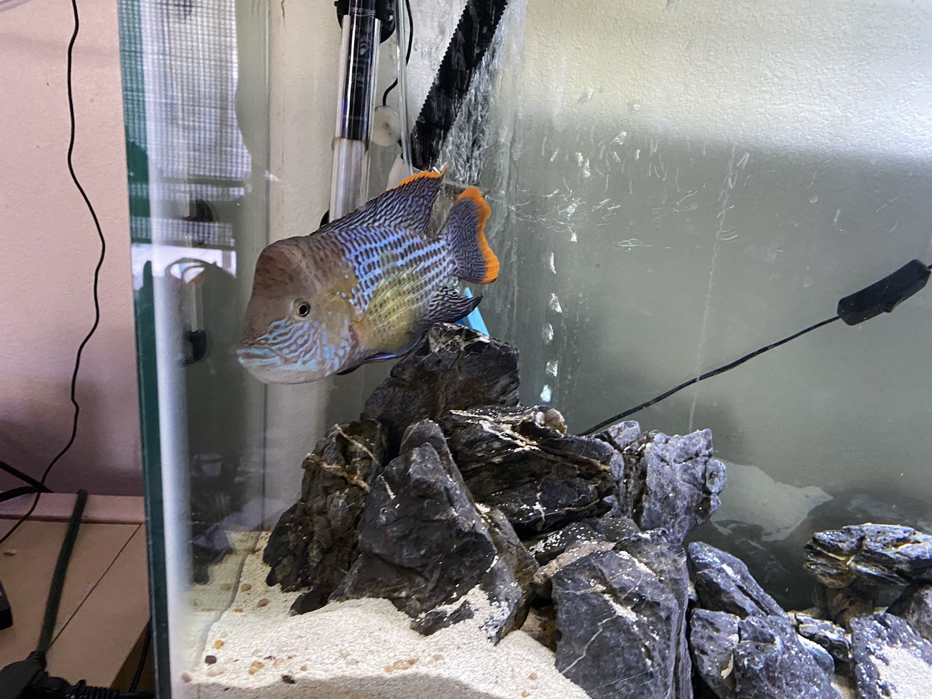 Fishtank NEEDS TO GO 45 GALLON FISHTANK
