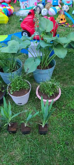 Live Perennials In Pots YUCCA, YARROW,  HOSTAS,  DAISY,  BAMBOO, WATER PLANTS Thumbnail