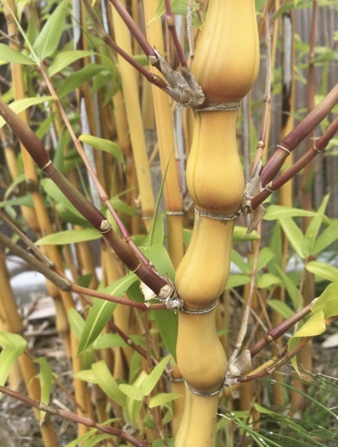 Yellow Buddha Belly Bamboo Live Plant 