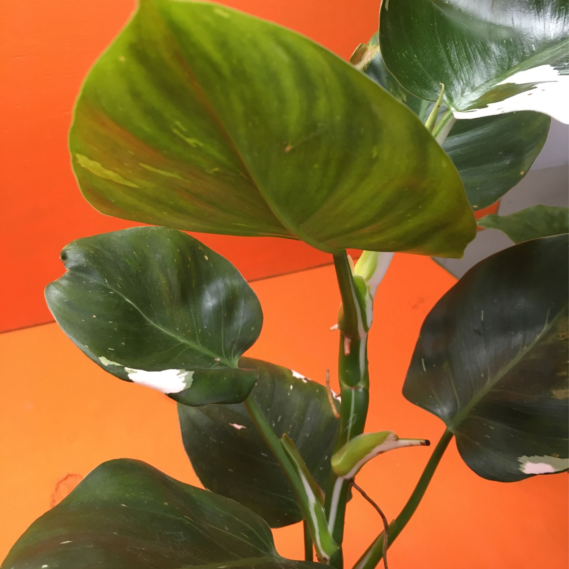 Tropical Plant Philodendron White WIZARD