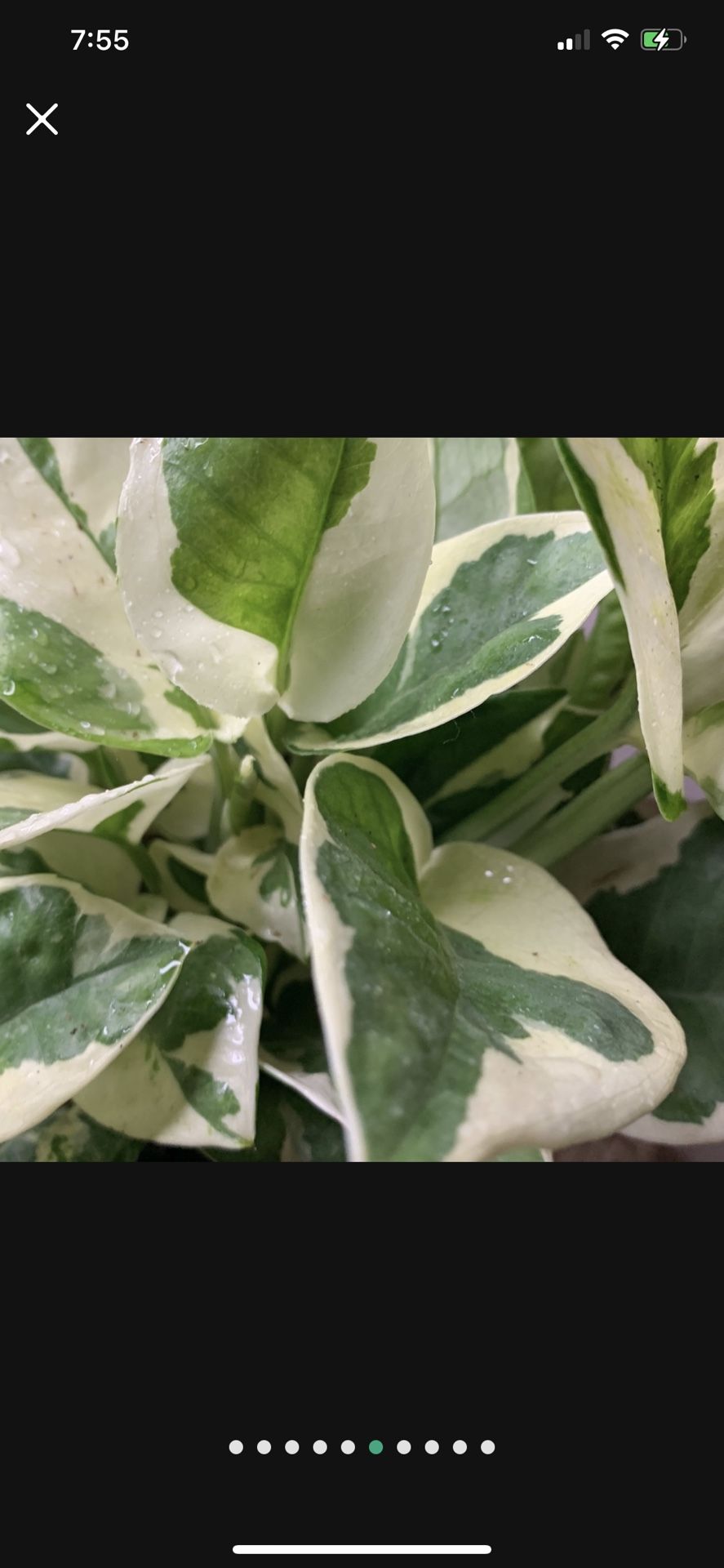 Pearls And Jade Pothos