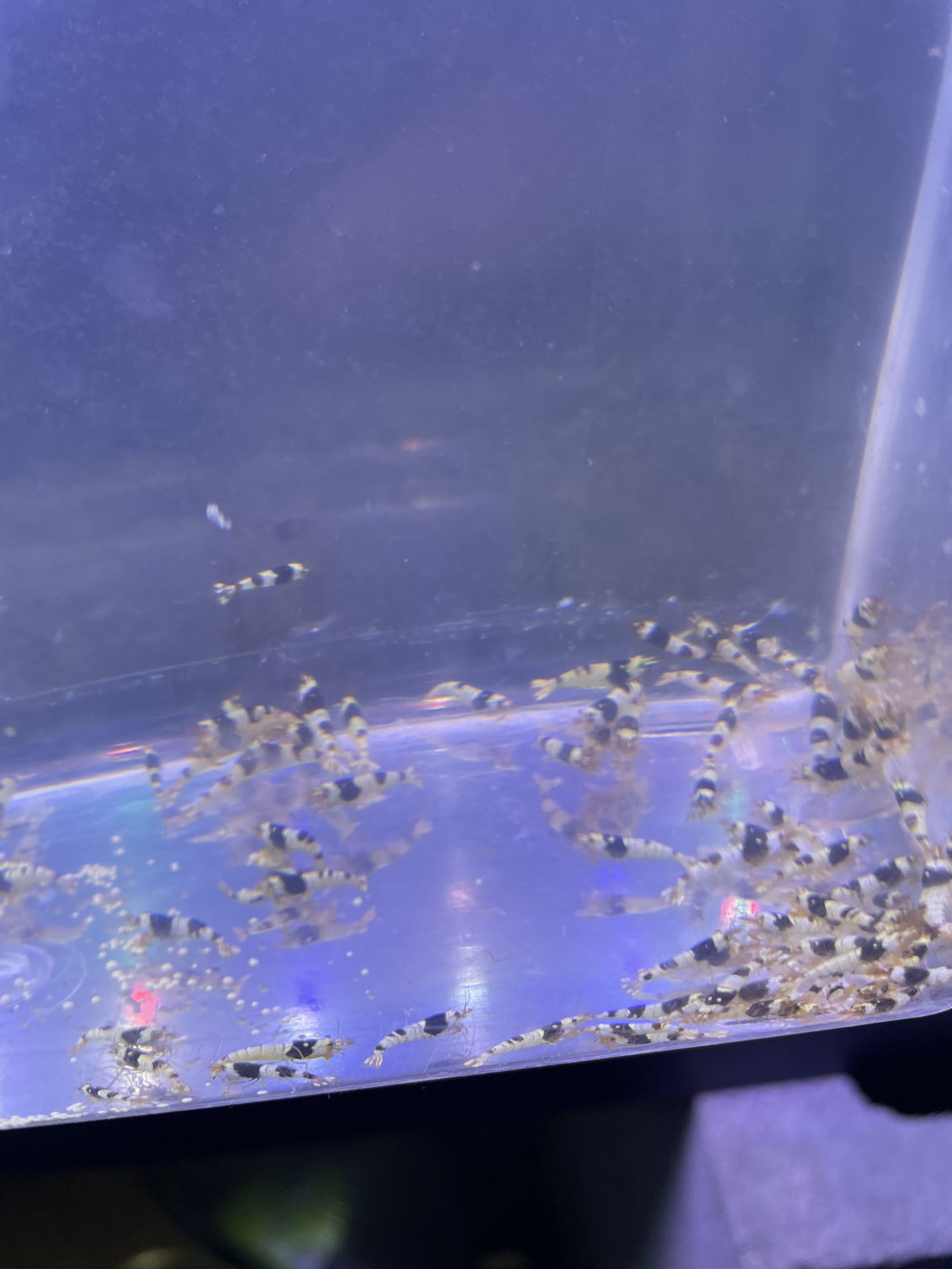 20 Gallon Fish Tank With Fish Tank Filter