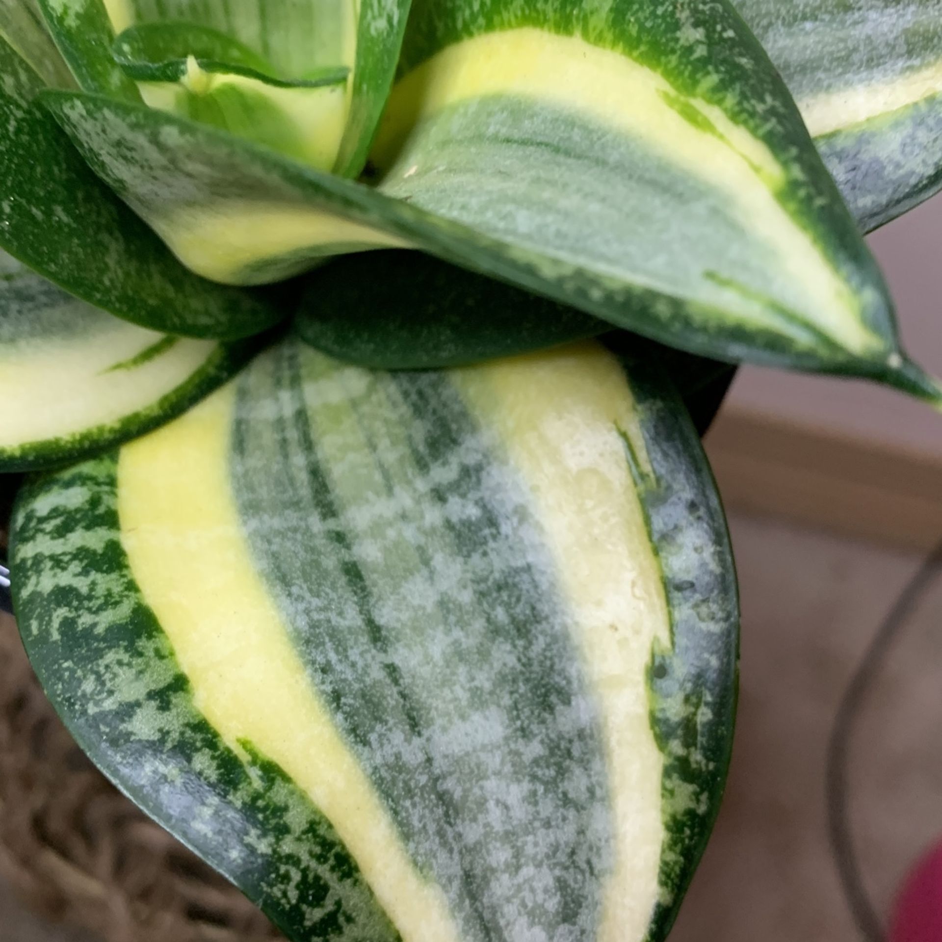 Birdsnest Snake Plant Sansiveria Low Light