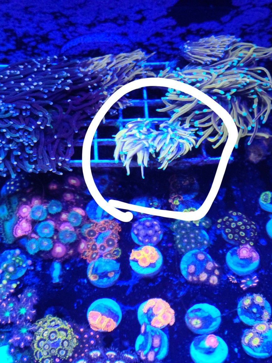 2 Head Hell Fire Torch Coral