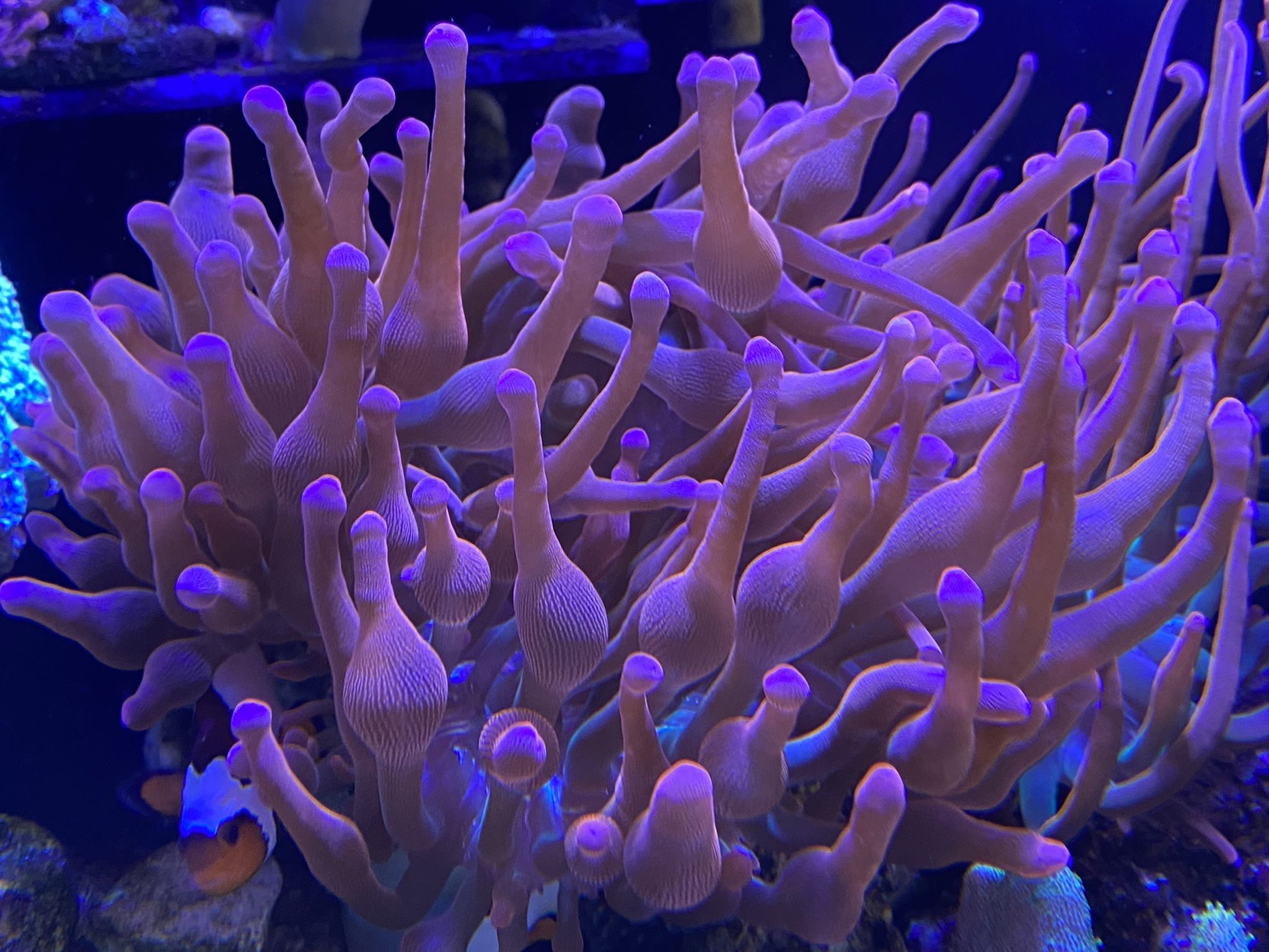 Rose BTA Bubble Tip Anemone