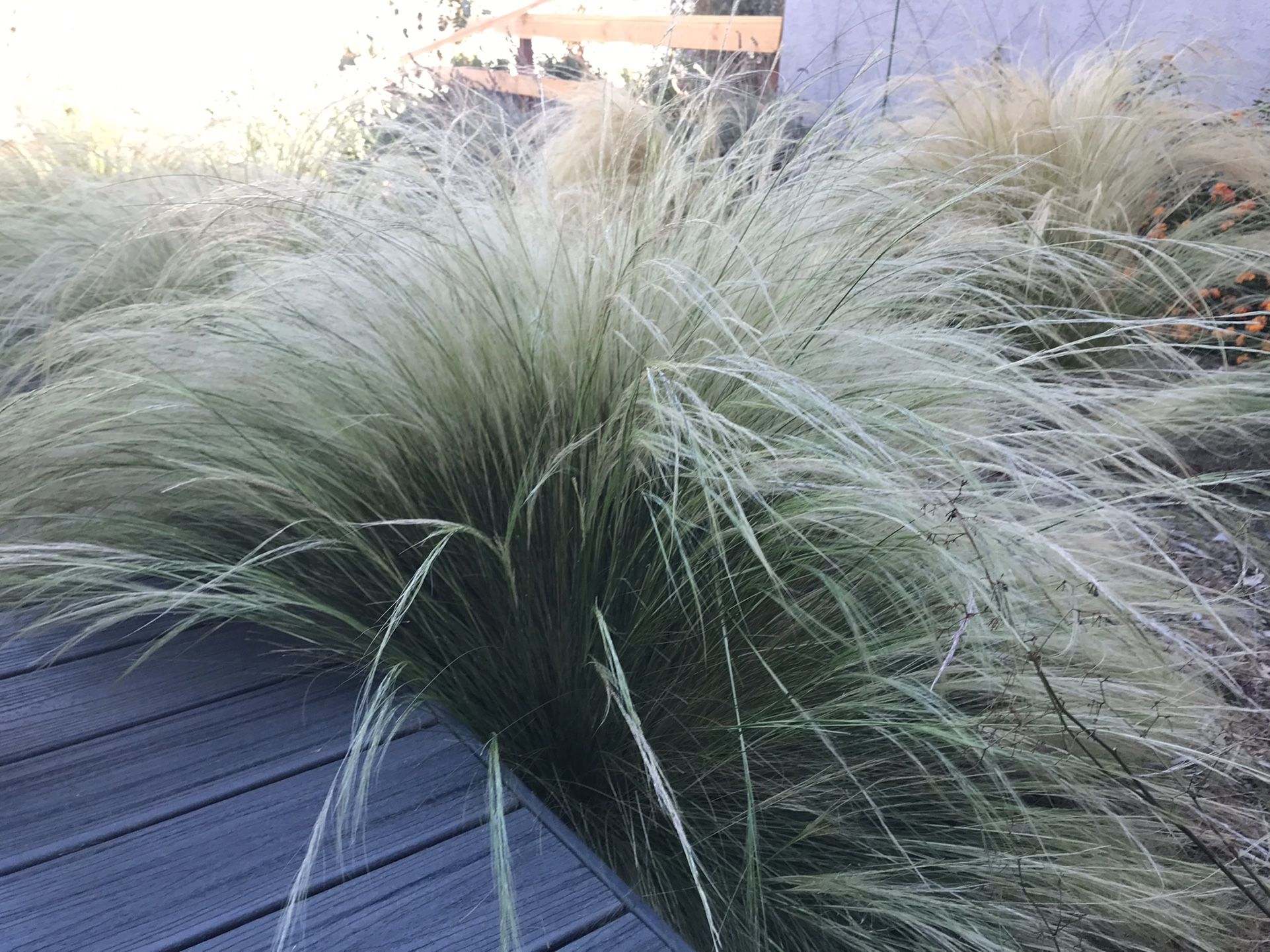Mexican Fountain Grass