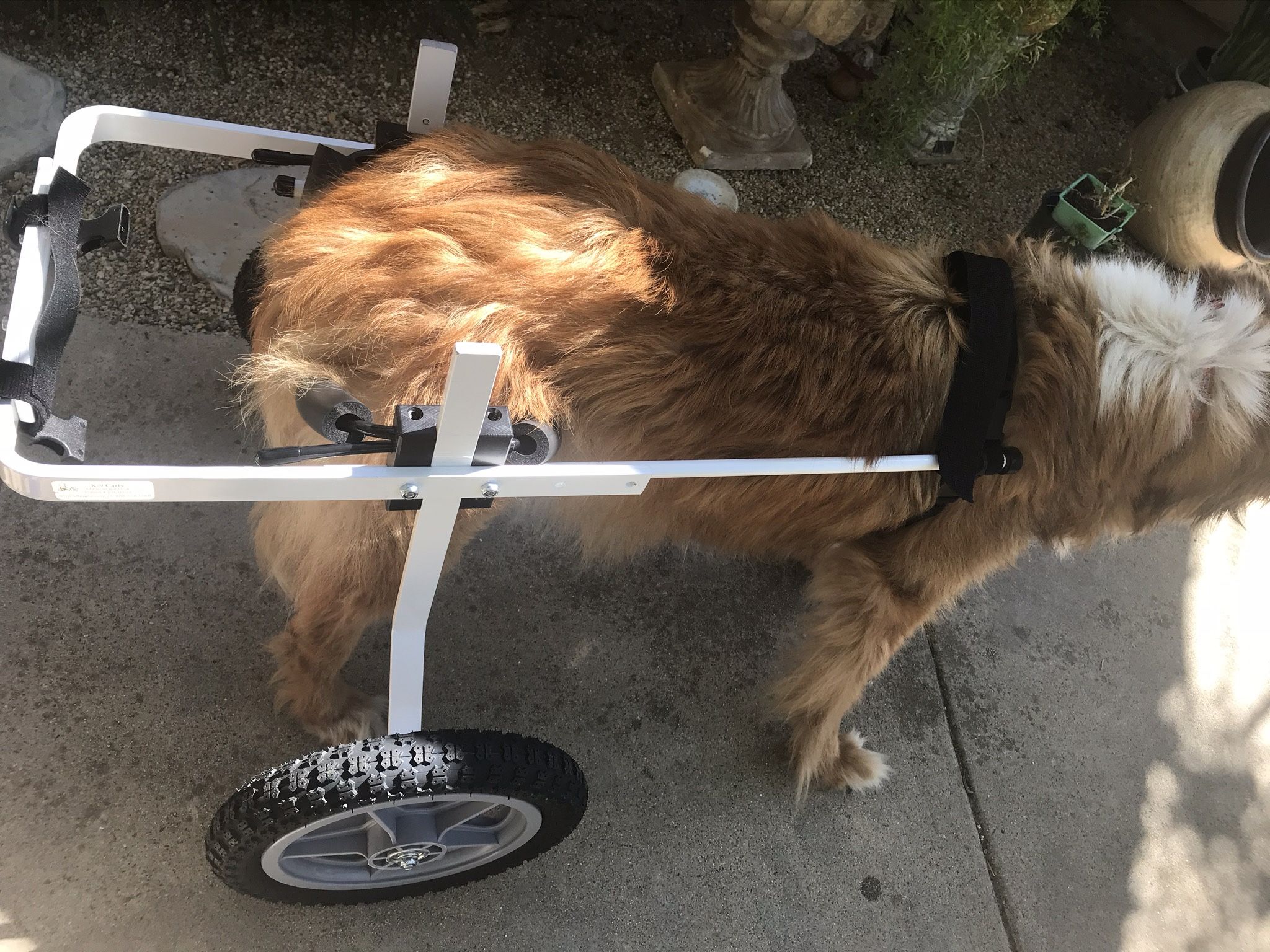 K-9 cart wheelchair Medium- large Dog