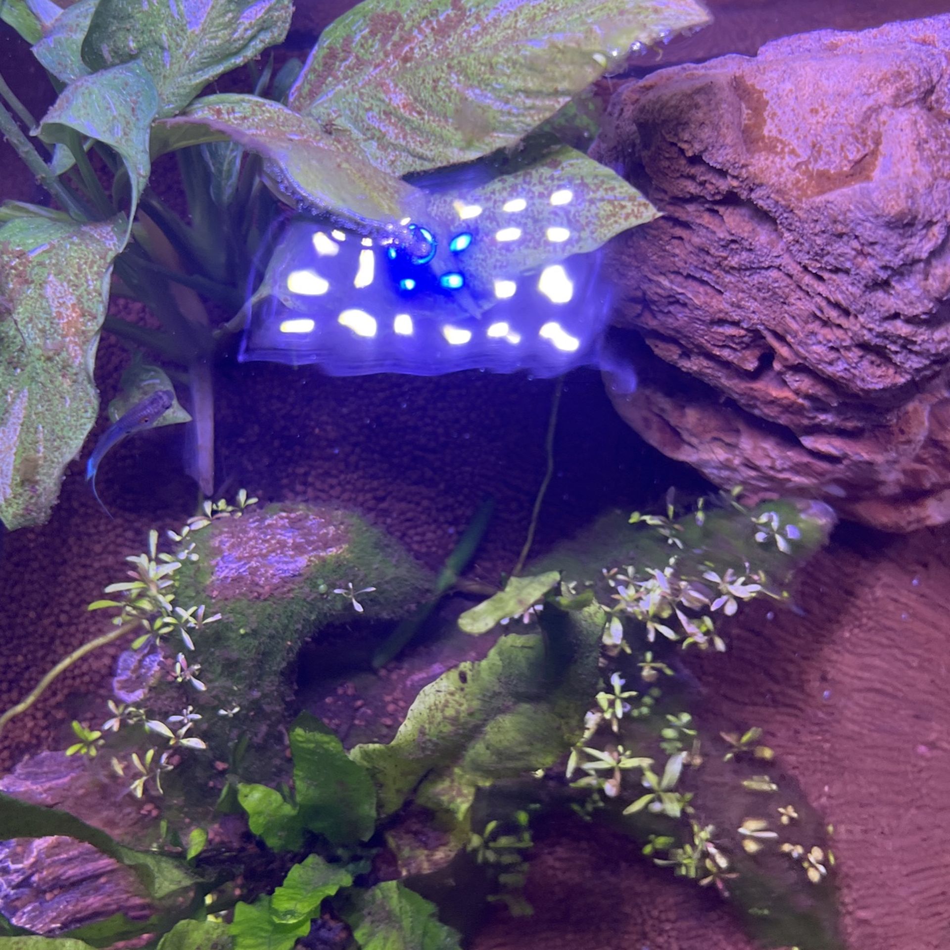 Live Aquascape