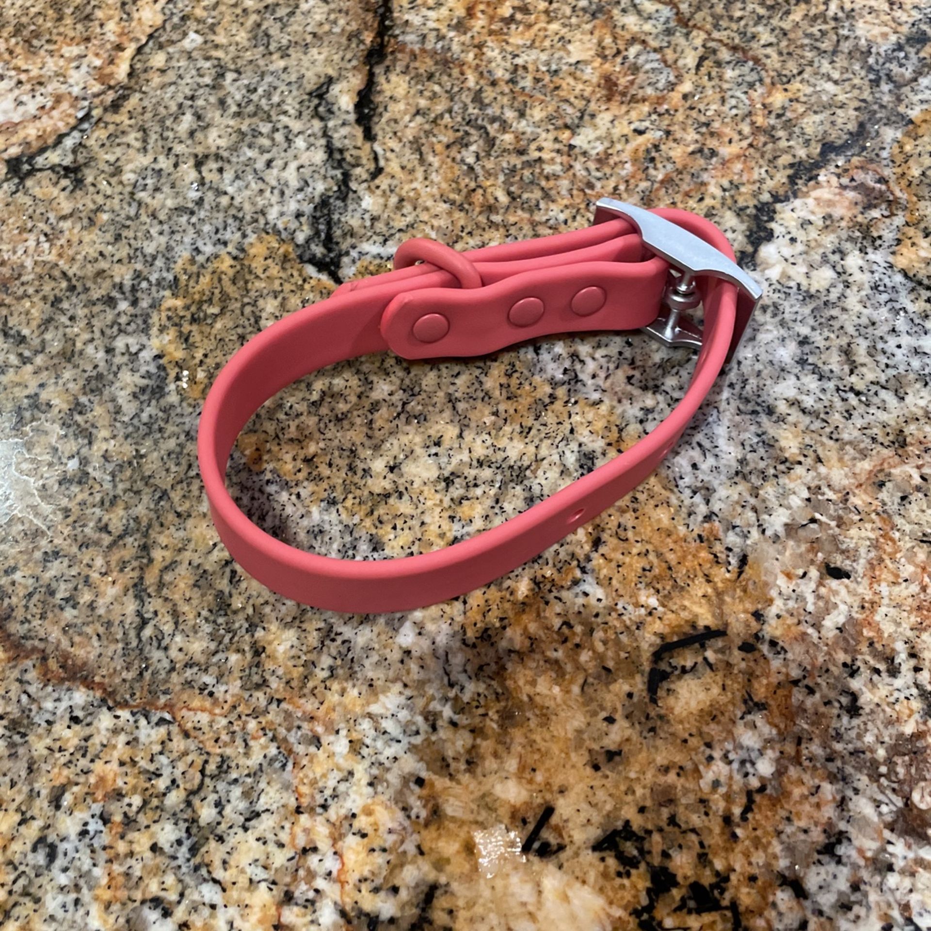 Wild One Medium Dog Collar