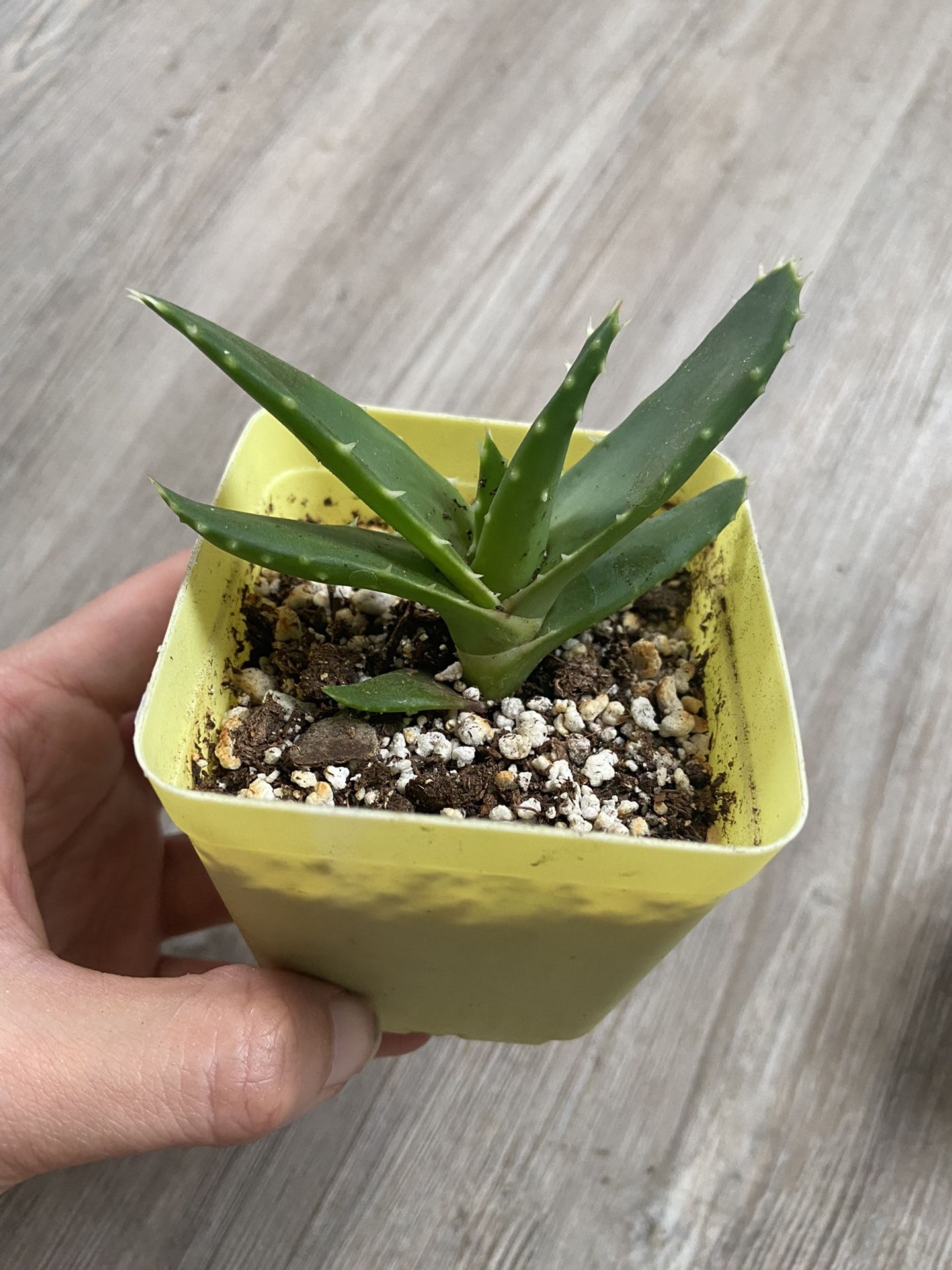 Succulent Starter Kit, Aloe And Sedum, 3in Pot