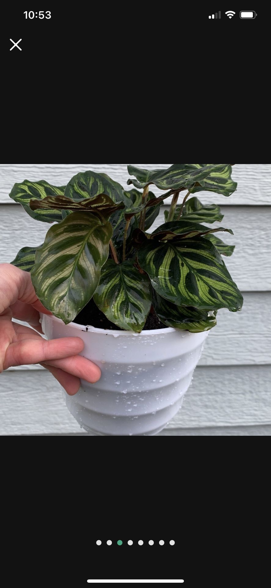 Calathea Peacock Prayer Plant Non Toxic
