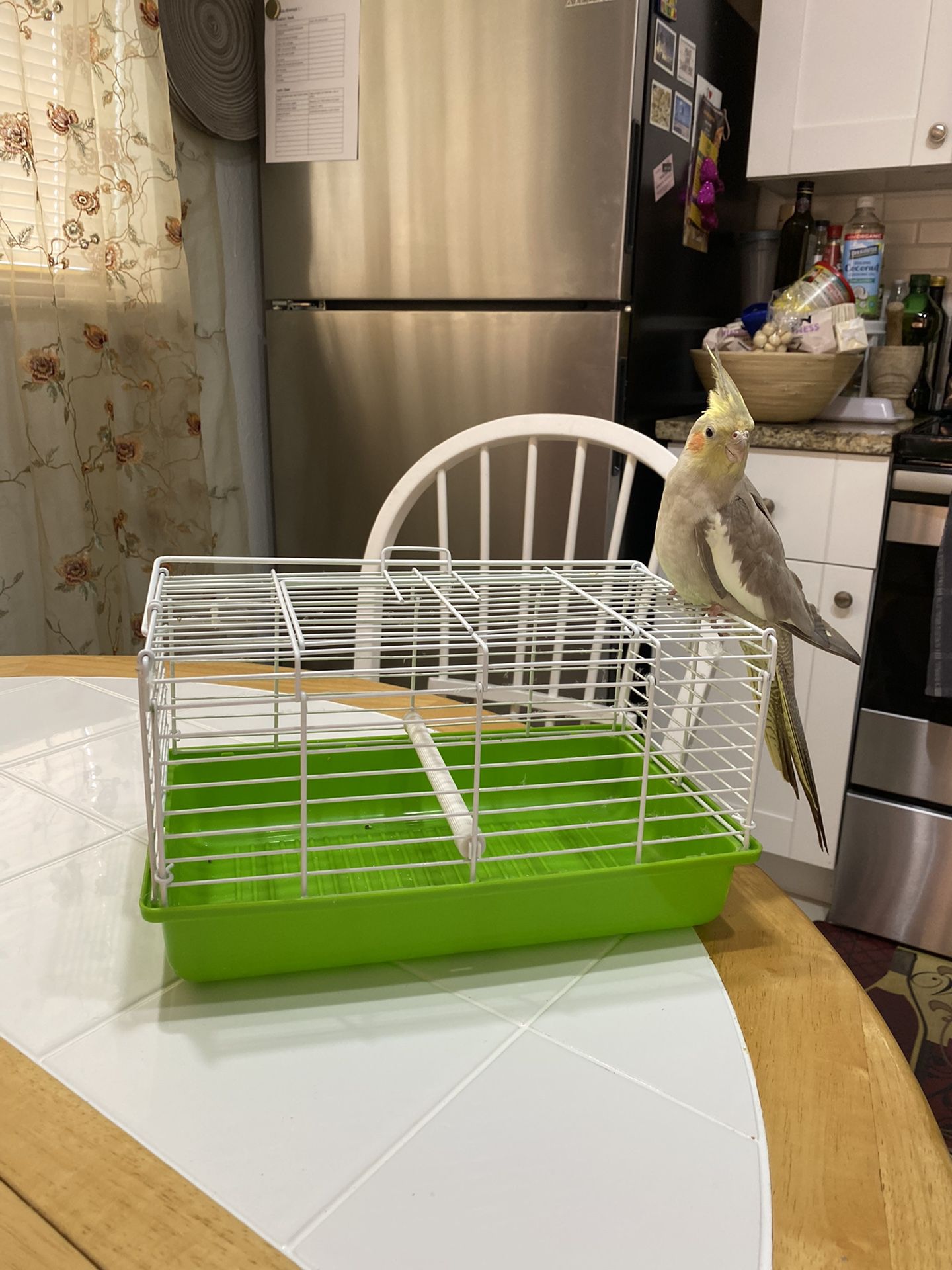 Bird Cage For Traveling (bird Not Included) 