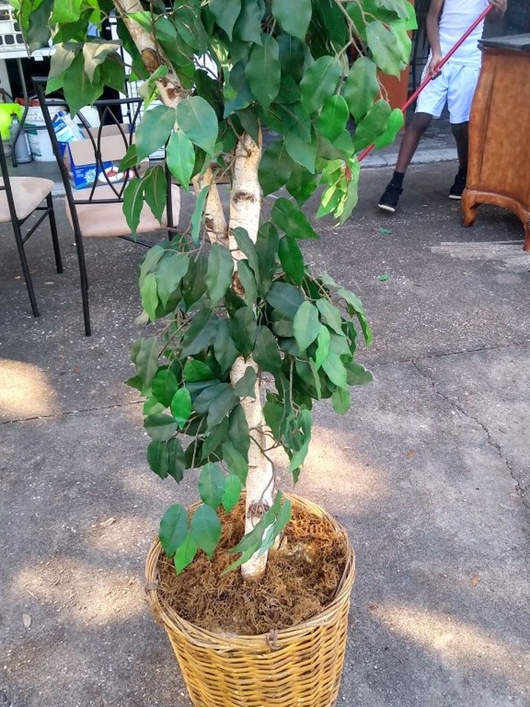 Accent Tree!? Beautiful You Can Use In Any Room Of The House For Decoration To Fill In Space.