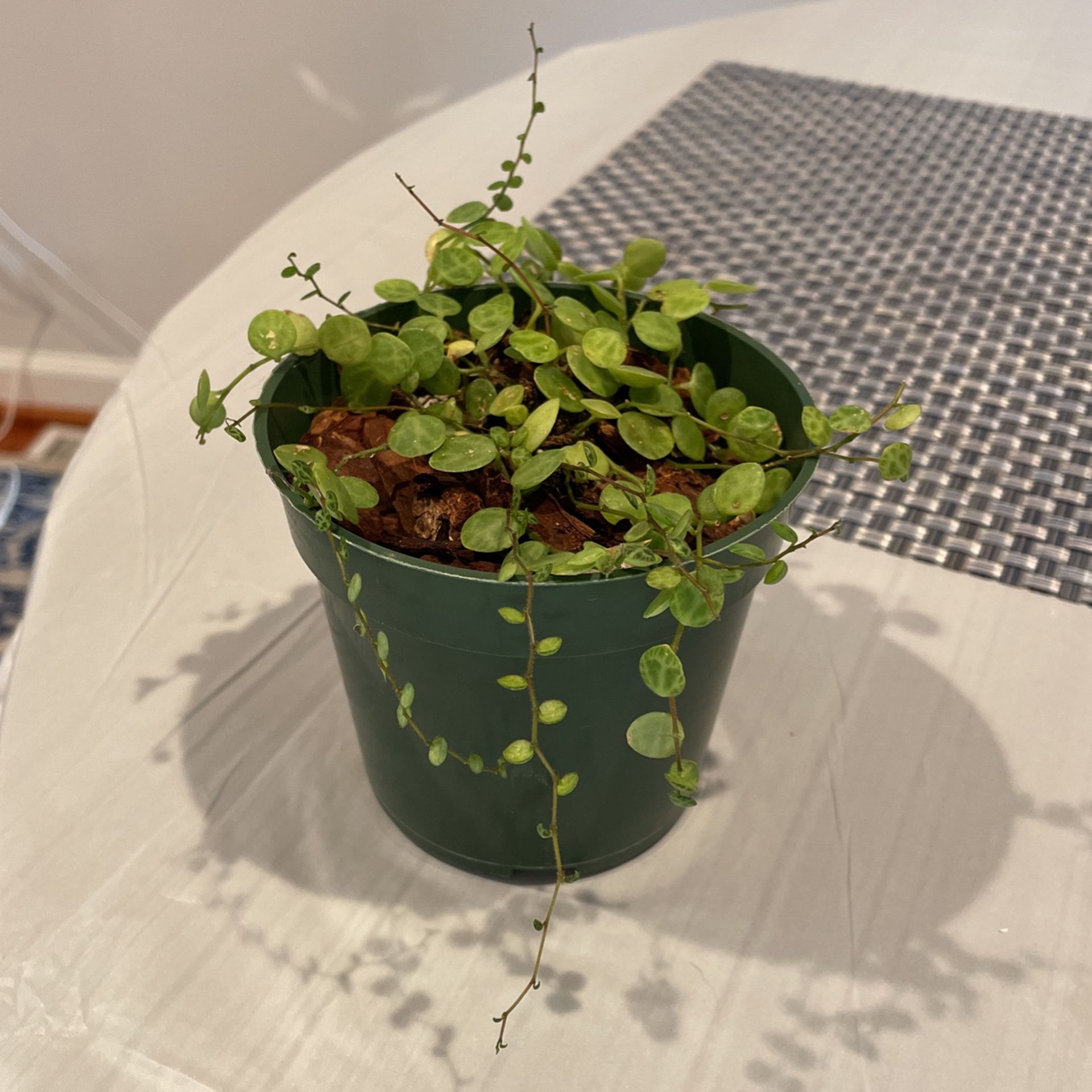 String Of Turtles