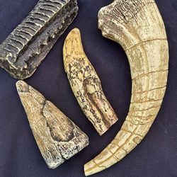 Replicas Of Tooth of Dinosaur  Thumbnail
