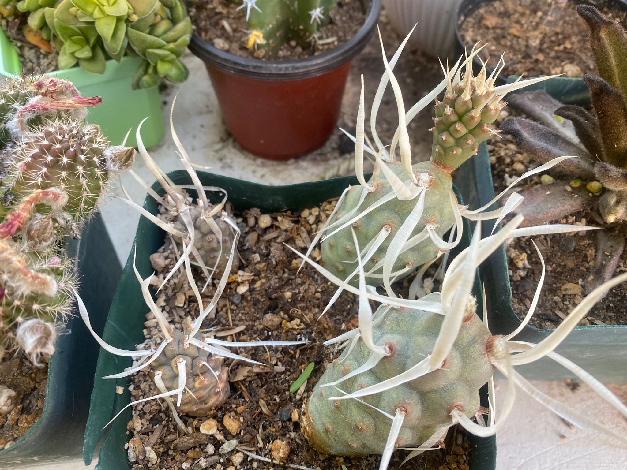 Potful Of 8 Rooted Tephrocactus Paper Spined