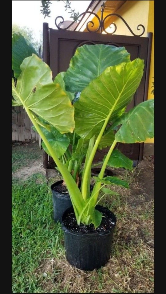 Big Elephant Ear Plant