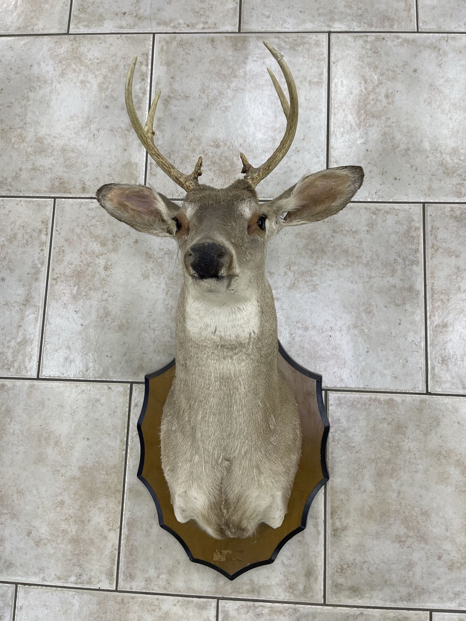 Cabeza De Venado