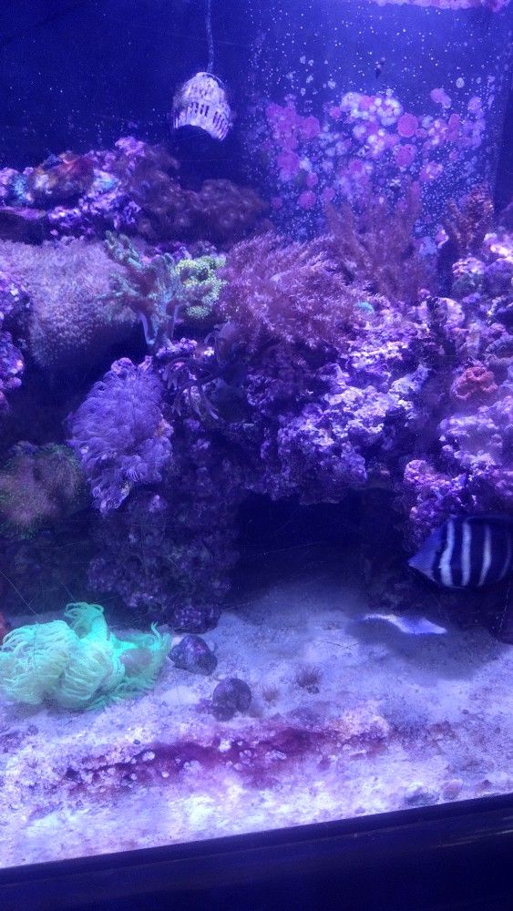 120 Gal Reef tank