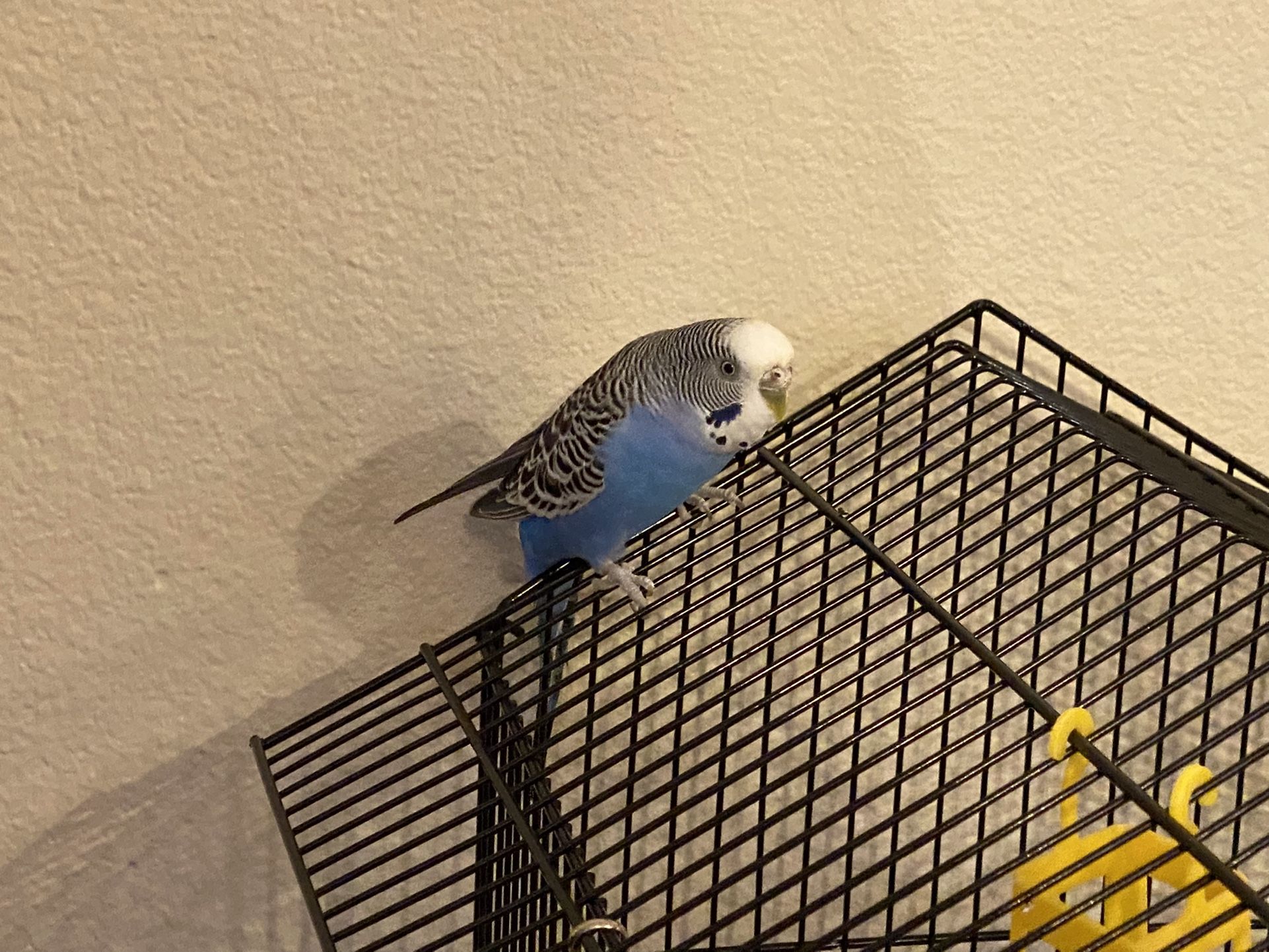 Bird Cage