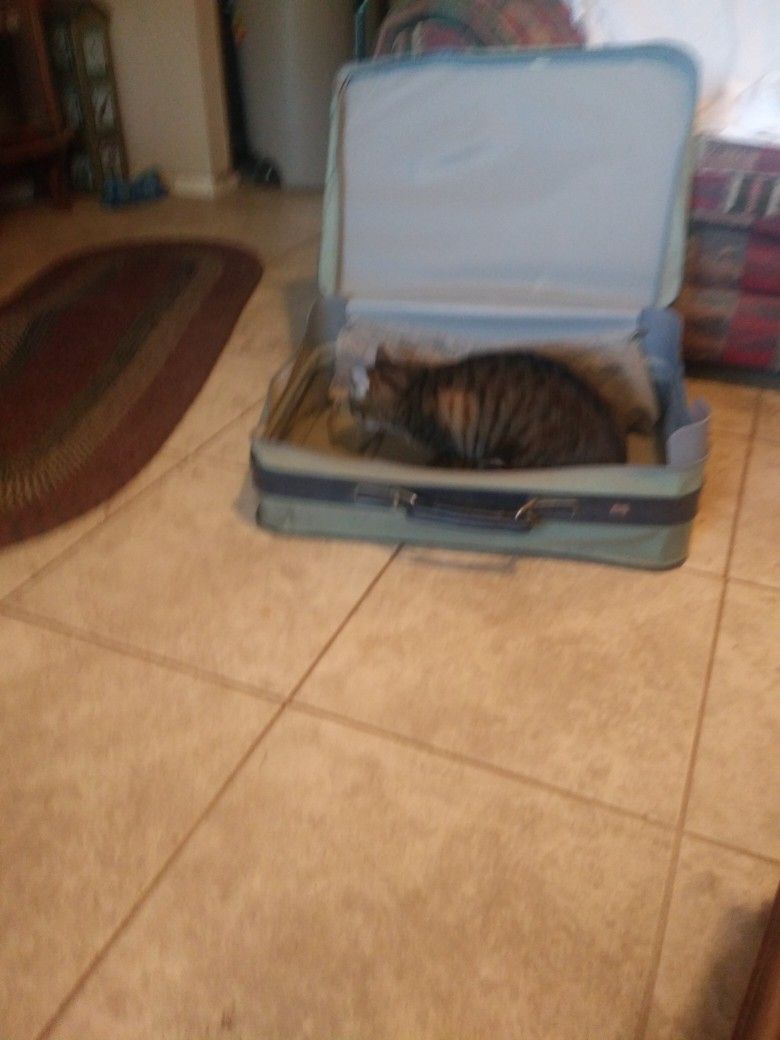 American Tourist Suitcase Cat Not Included