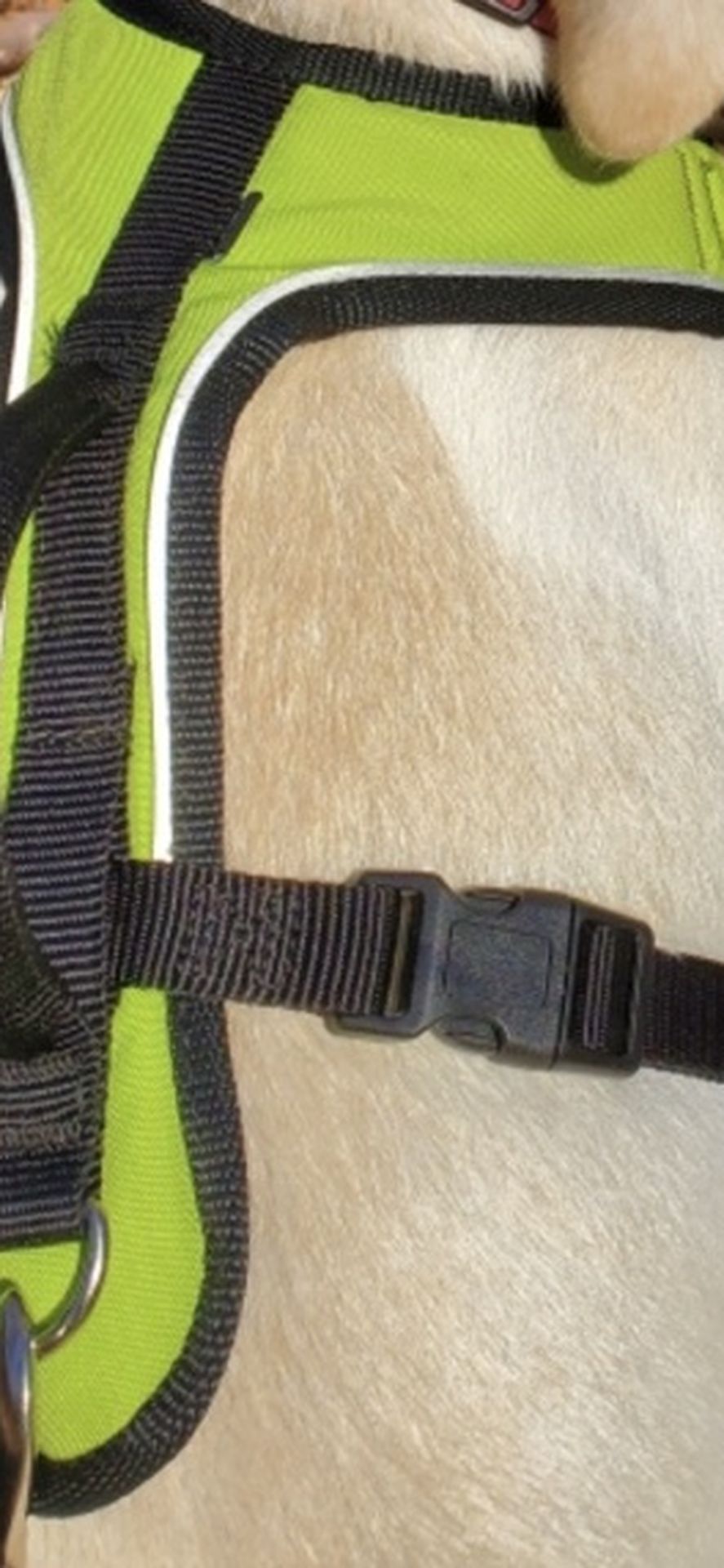 Reflective Dog Harness