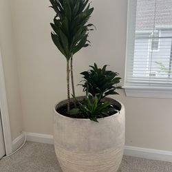 Large Indoor Plants With Pot Thumbnail