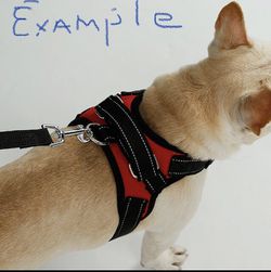 Dog Harness / Medium Fits 21-40 Pound Dog  Thumbnail