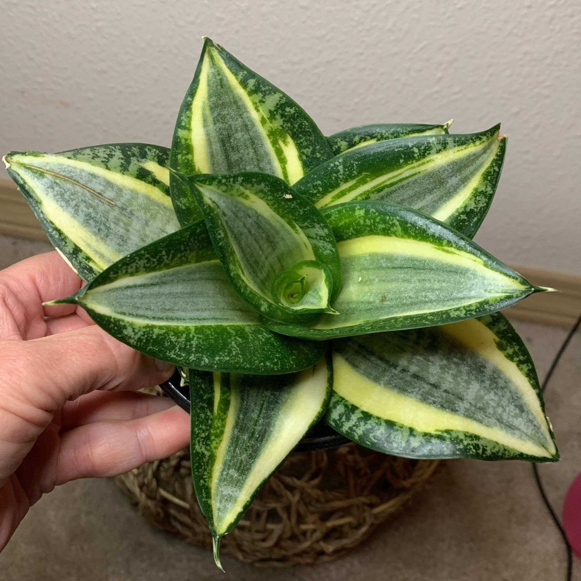Birdsnest Snake Plant Sansiveria Low Light