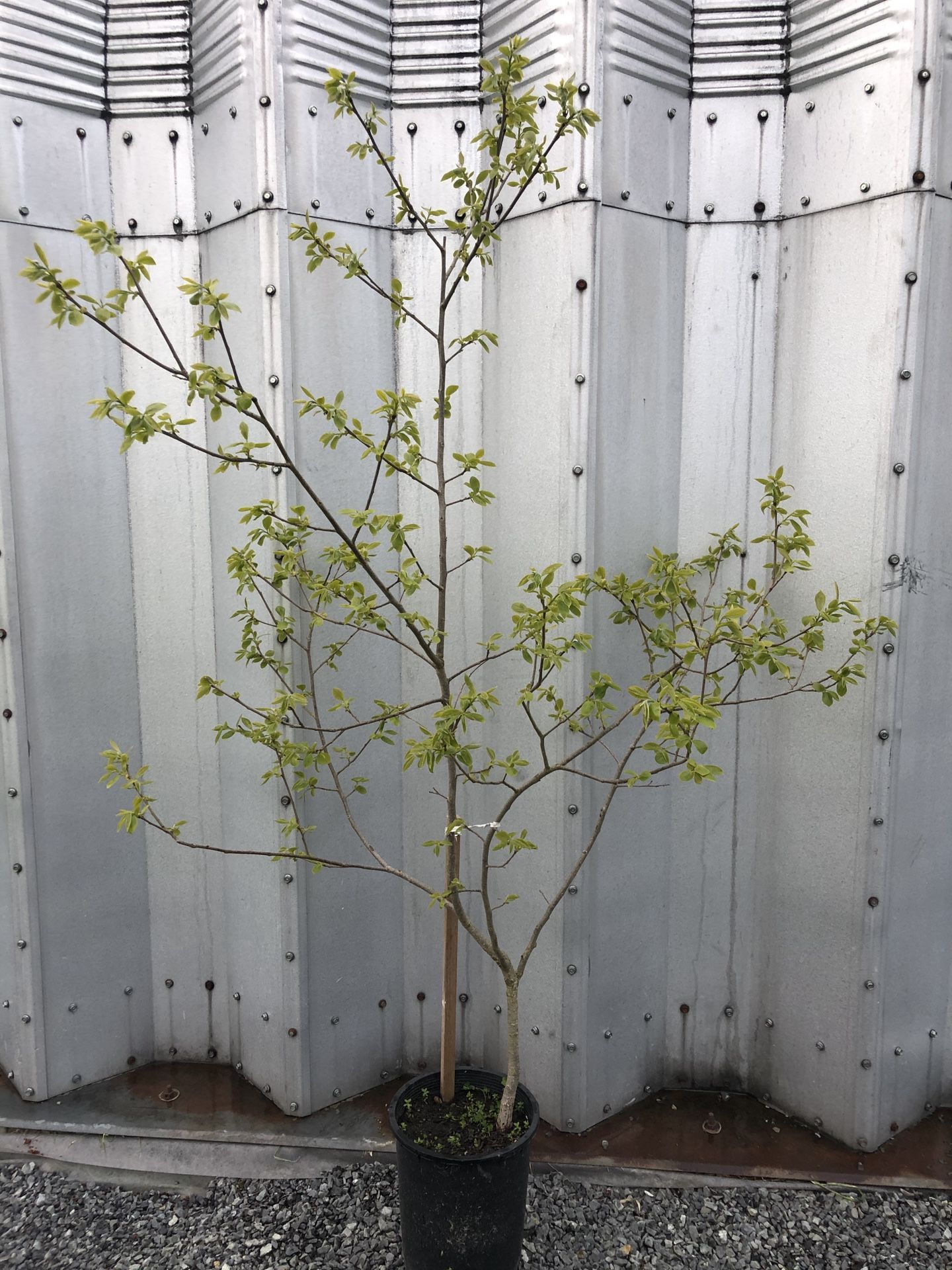Organic Young Chocolate Persimmon Tree
