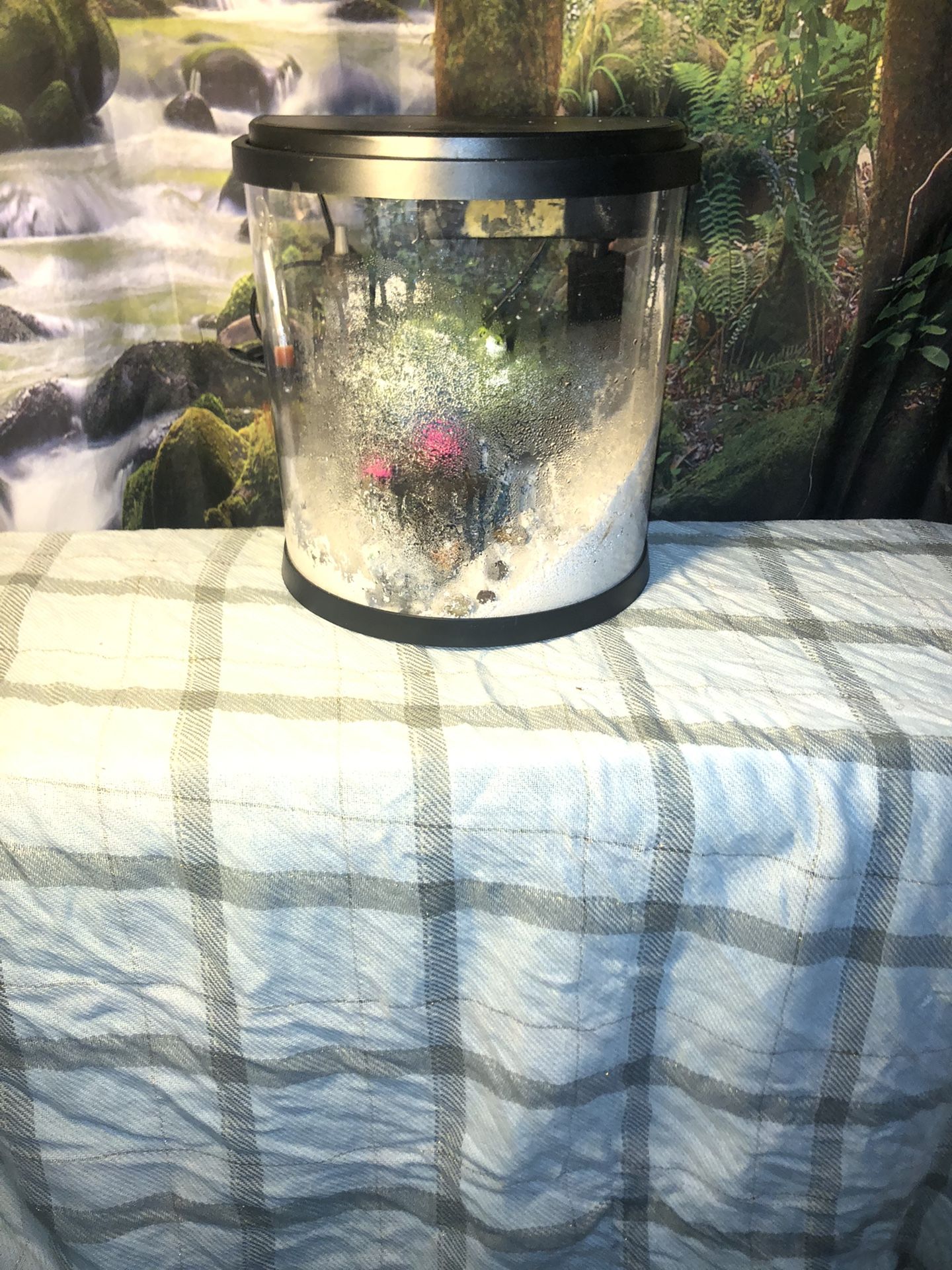 Fish Aquarium