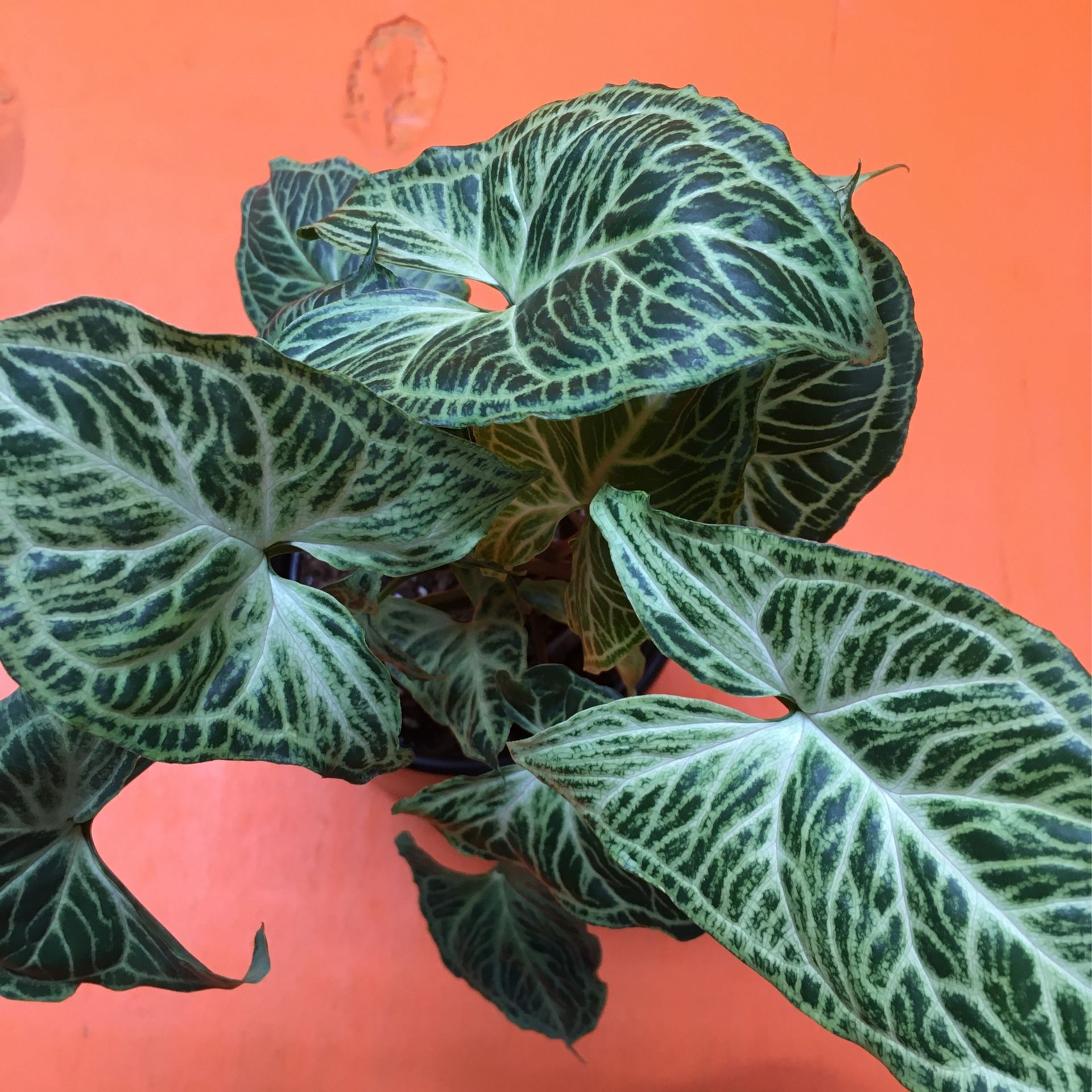Indoor Plant Syngonium Batik
