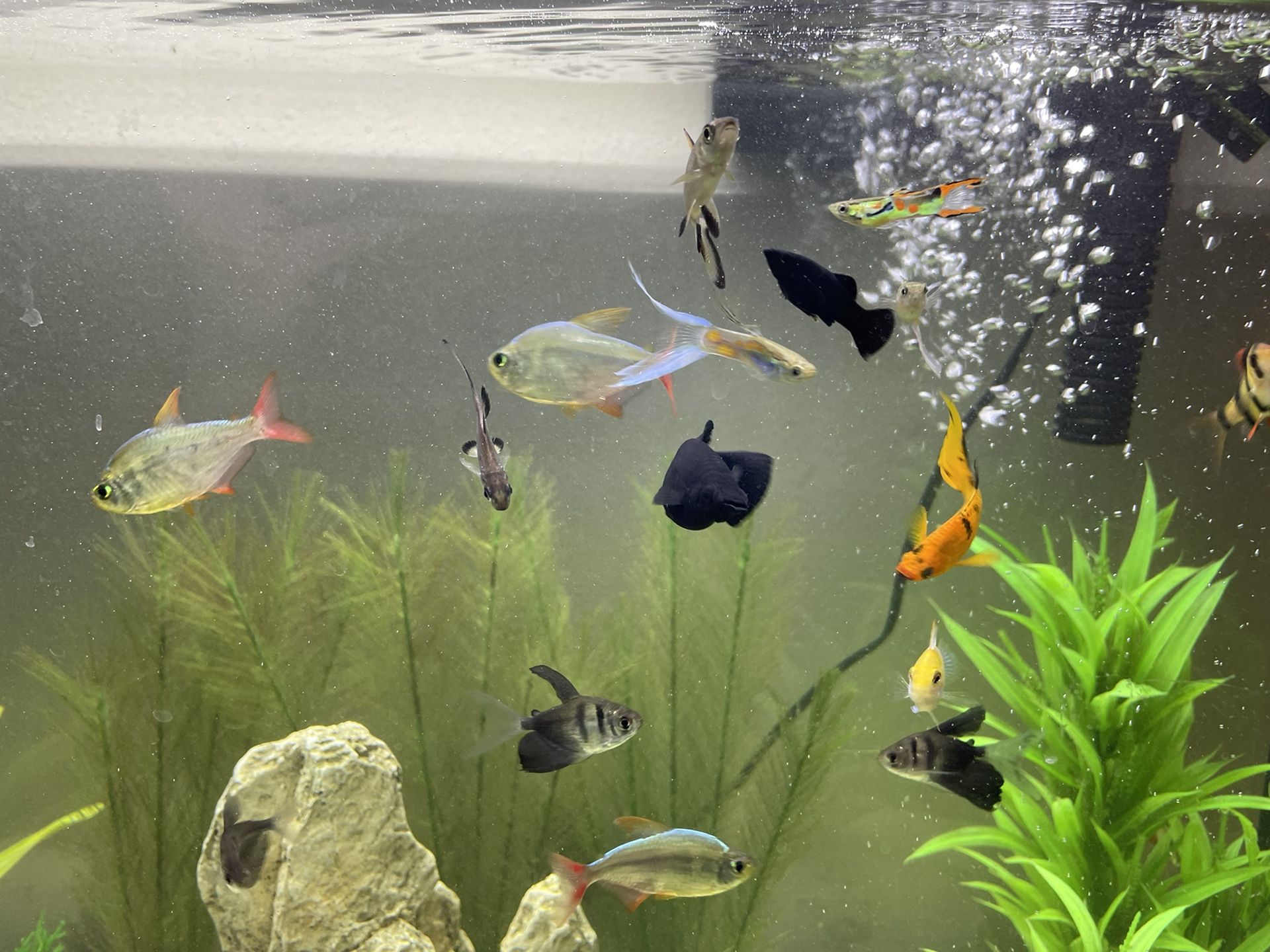 FRESHWATER FISH