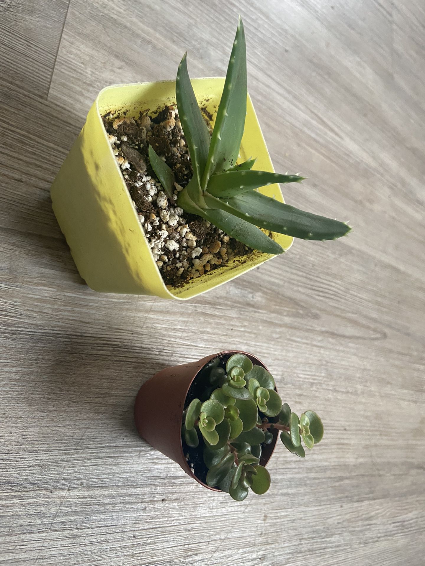 Succulent Starter Kit, Aloe And Sedum, 3in Pot