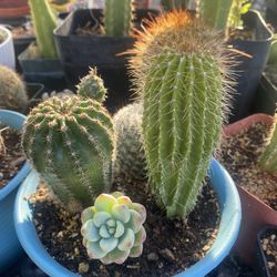 Cactus Garden Rooted In New Unbreakable Pot! Thumbnail