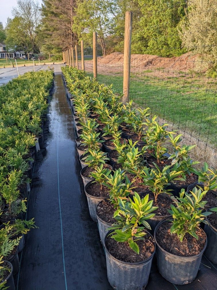 Skip Laurel Plants