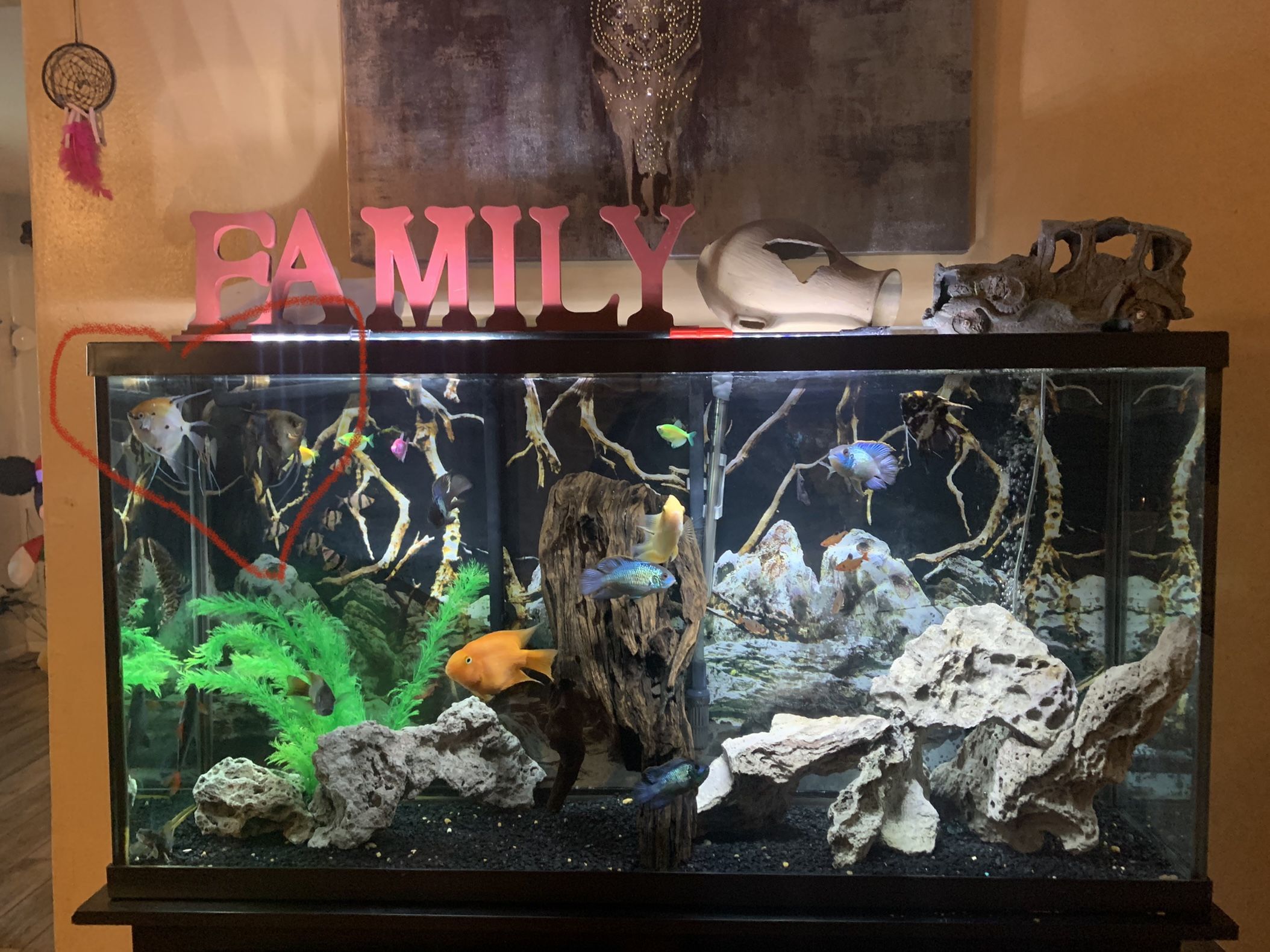 Fish Tank