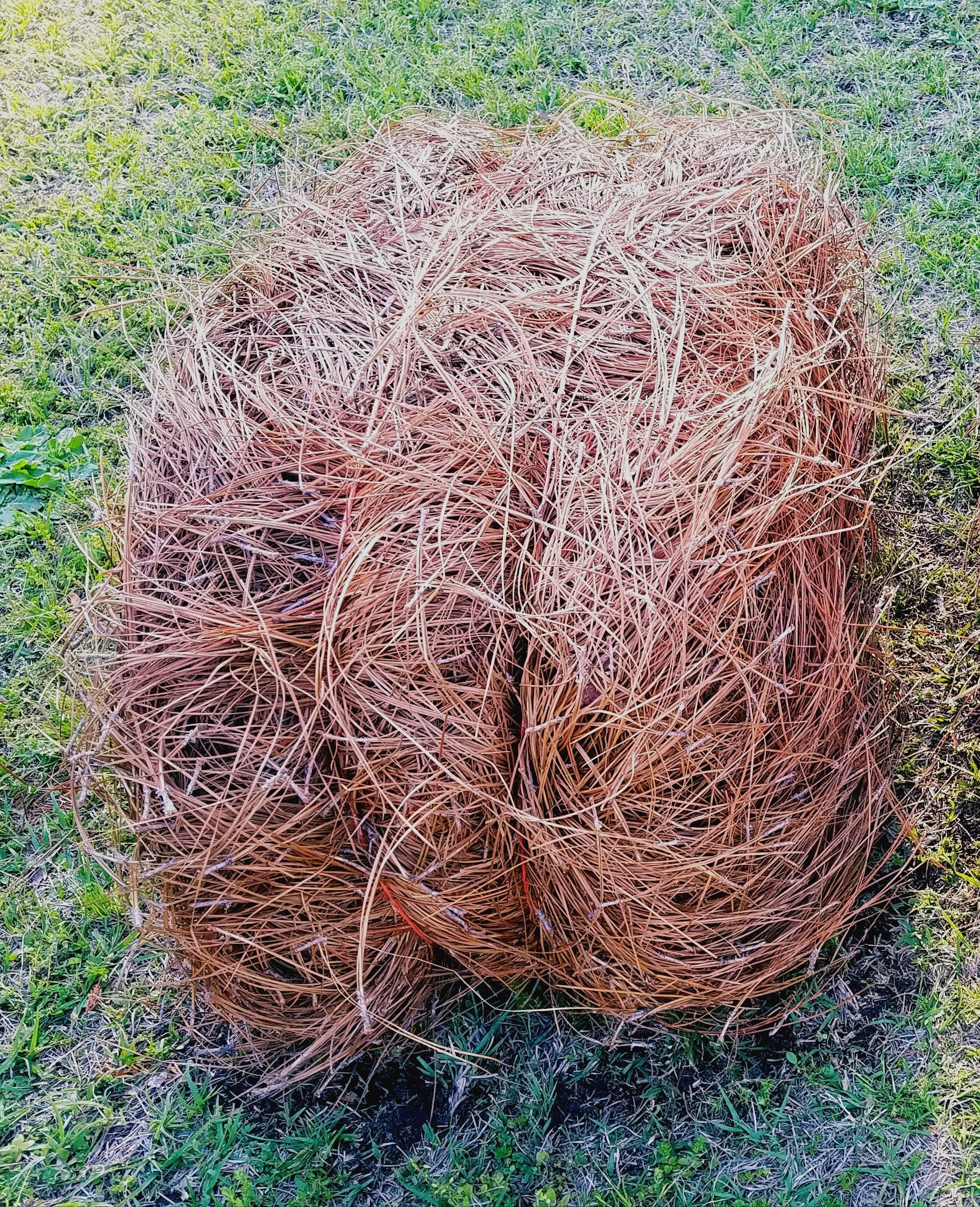 Long Leaf Pine Straw for Sale in Wilson, NC OfferUp