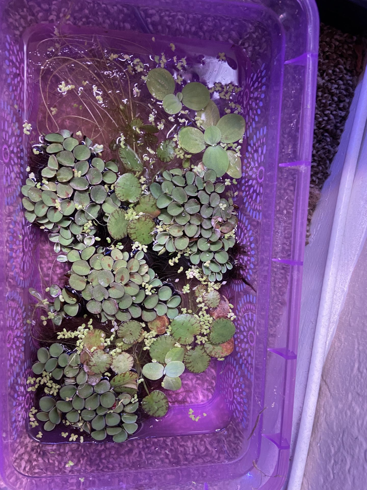 Aquarium plants for a fish tank (6 Speices Pack)