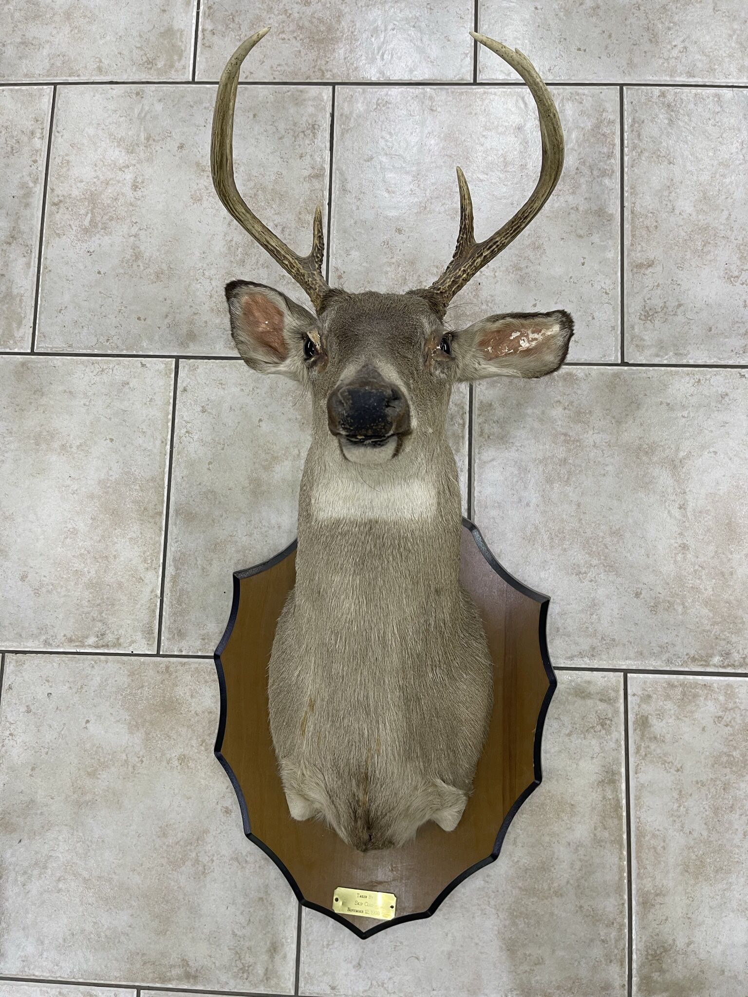 Cabeza De Venado