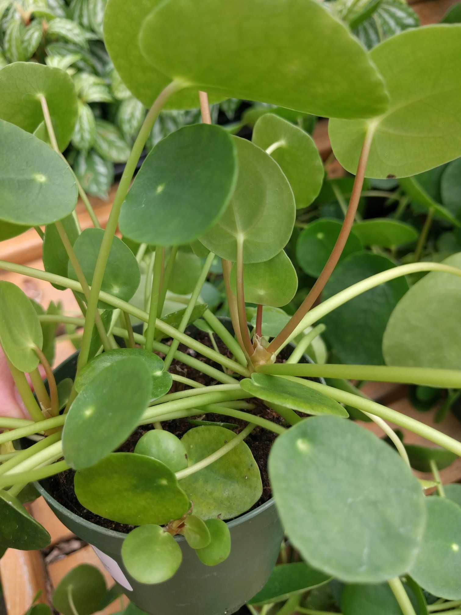 Chinese Money Plant Pilea peperomioides FULL OF PUPS for Sale in ...