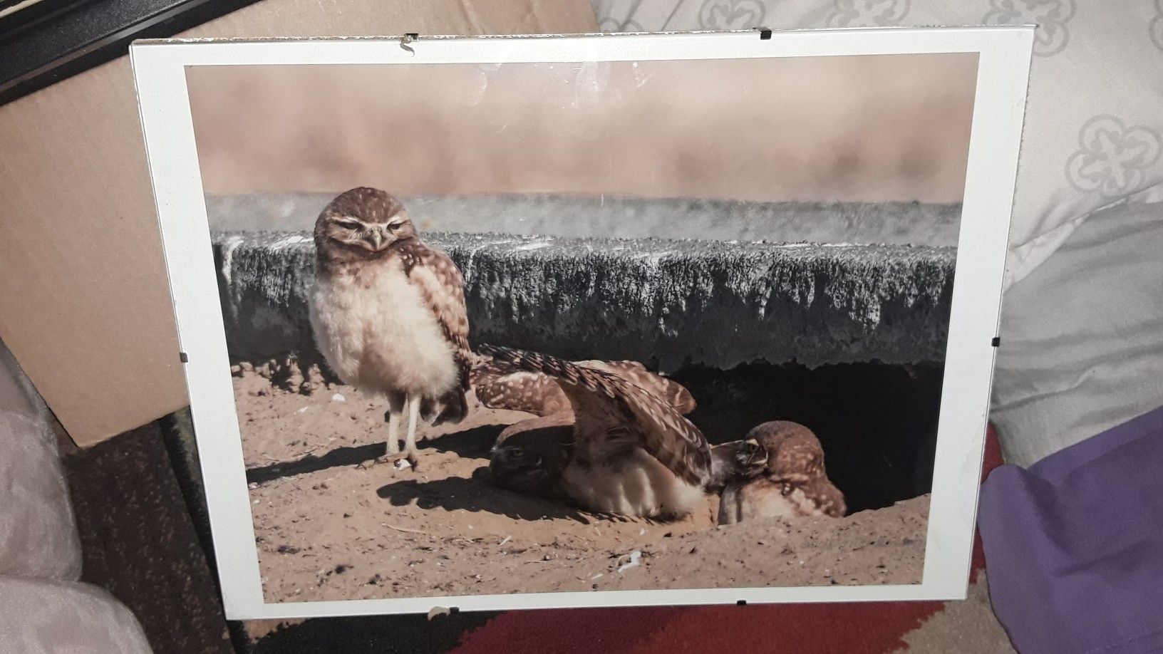 Owl Picture decor