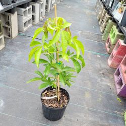 White Sapote Grafted Trees In 3gal  Thumbnail