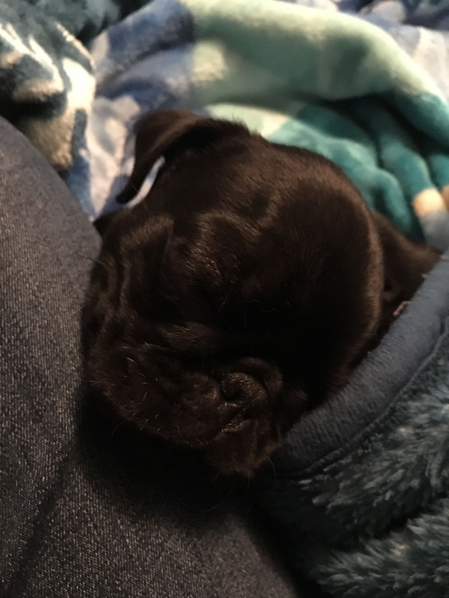 Pug For Sale