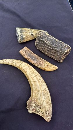 Replicas Of Tooth of Dinosaur  Thumbnail